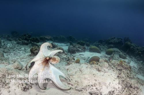 Bonaire Octo